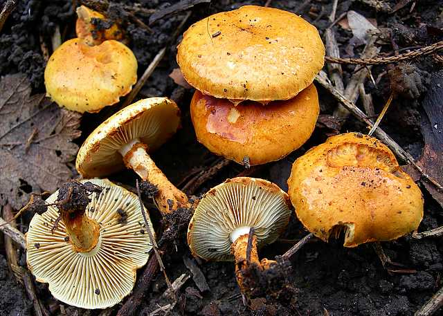 2005 :  Un anno di funghi